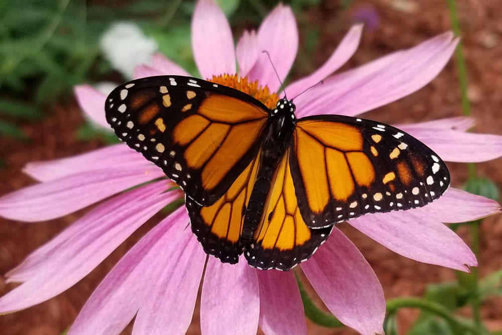 Butterfly Close Up In Butterfly House