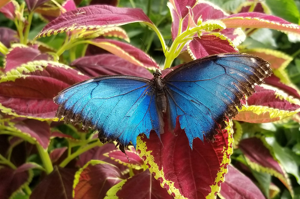 Butterfly Close Up In Butterfly House