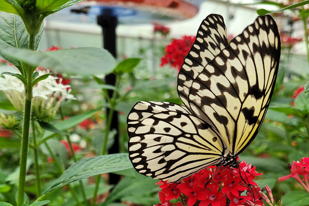 Butterfly Close Up In Butterfly House