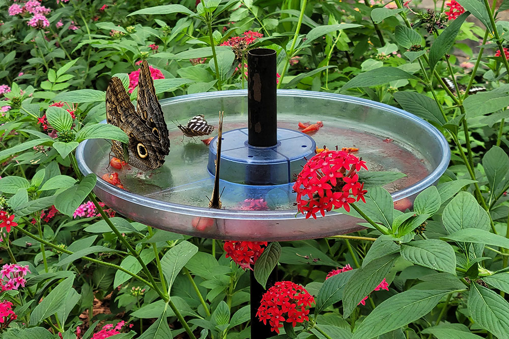 Inside Butterfly House